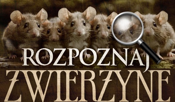 Rozpoznaj Zwierzynę! – Wojownicy