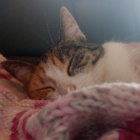 KorniszonPaws