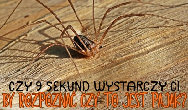 Czy 9 sekund wystarczy Ci by rozpoznać czy to jest pająk?