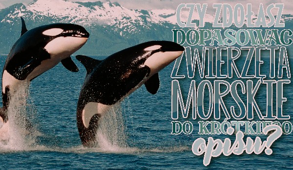 Czy zdołasz dopasować zwierzęta morskie do krótkiego opisu?