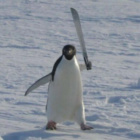 PatusiaCym2000