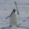 PatusiaCym2000