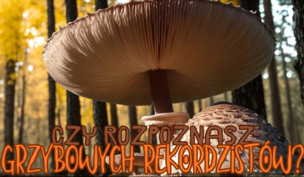 Czy rozpoznasz grzybowych rekordzistów?