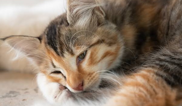 Podróż Płowego Świtu | Rozdział 1 | wojownicy fanfiction