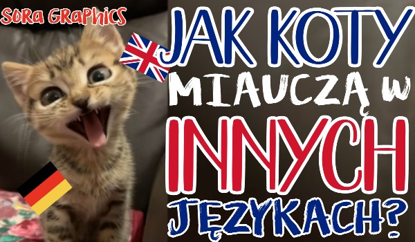 Jak miauczą koty w innych językach?