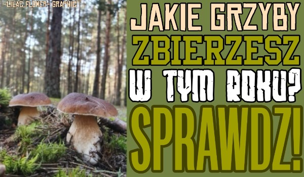 Jakie grzyby zbierzesz w tym roku? Sprawdź!