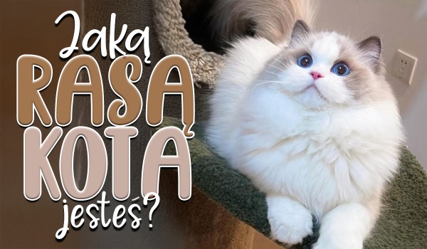 Jaką rasą kota jesteś?