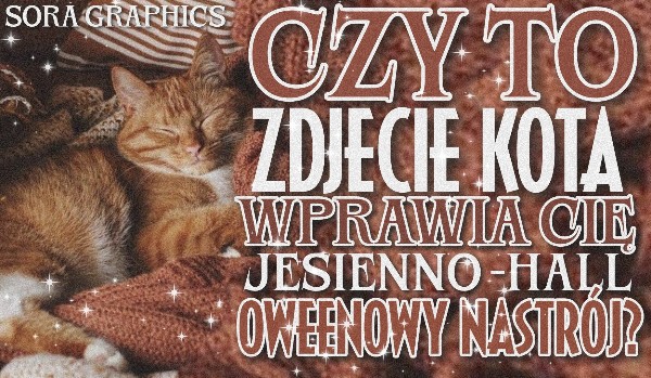 Czy to zdjęcie kota wprawia Cię w jesienno-halloweenowy nastrój? – Głosowanie!