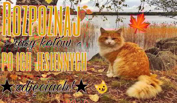 Rozpoznaj rasy kotów po ich jesiennych zdjęciach!