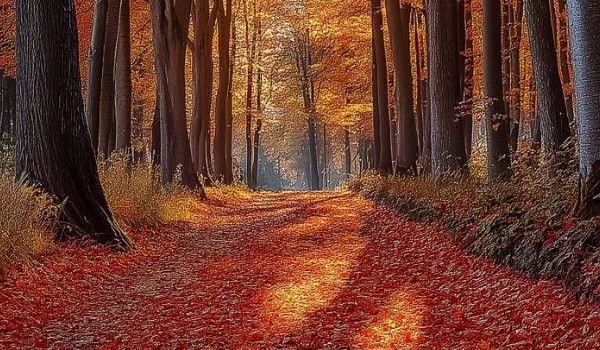 Bitwa książek druga część