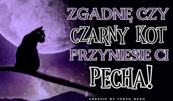Zgadnę, czy czarny kot przyniesie Ci pecha!