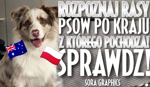 Dopasuj rasy psów do kraju z którego pochodzą!