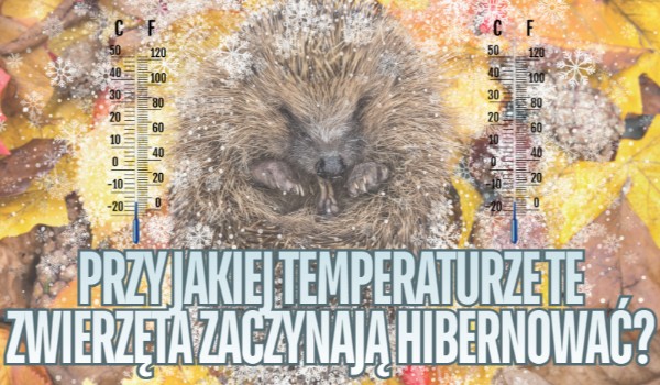 Przy jakiej temperaturze te zwierzęta zaczynają hibernować?