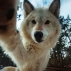 CirillaWolf