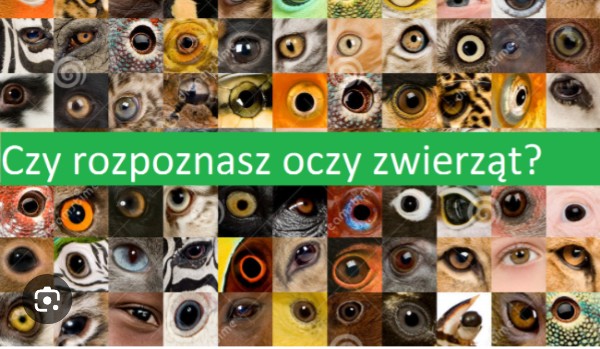 Czy Rozpznasz oczy zwierząt?