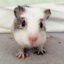 Goosiulka