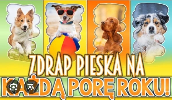 Zdrap pieska na każdą porę roku!