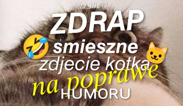 Zdrap zdjęcie kotka na poprawę humoru!