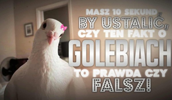 Masz 10 sekund, by ustalić, czy ten fakt o gołębiach to prawda czy fałsz!
