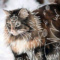 Shelly_on_pawzzz
