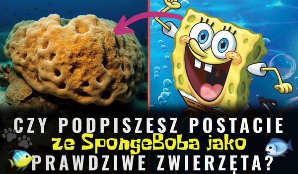 Czy podpiszesz postacie ze Spongeboba jako prawdziwe zwierzęta?