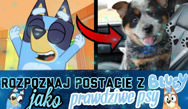 Rozpoznaj postacie z Bluey jako prawdziwe psy!