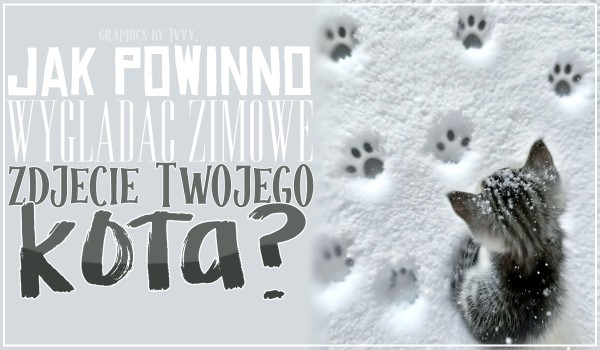 Jak powinno wyglądać zimowe zdjęcie Twojego kota?