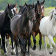 pover.strong-horse