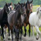 pover.strong-horse