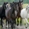 pover.strong-horse