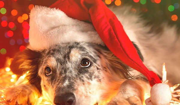 Santa Claus  (angielski)