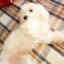 DusiaDog
