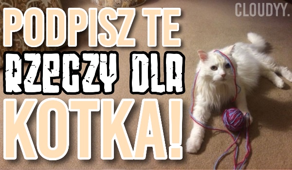 Podpisz te rzeczy dla kotka!
