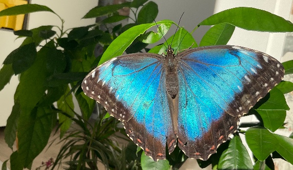 czy jesteś motyloznawcą?