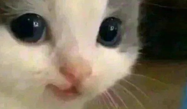 𝓯𝓻𝓮𝓪𝓴𝔂//TALKSY HP