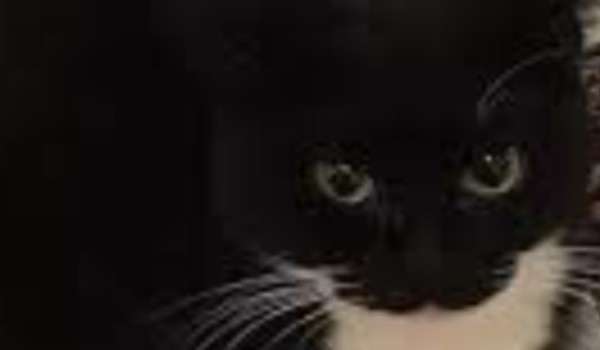 CZY JESTEŚ GODZIEN MAXWELL CAT??????????????????????????????????????????????