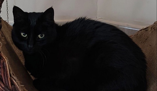 Test wiedzy o mickeyu