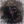 Zester_doggie