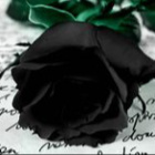 Rosa_nigra.