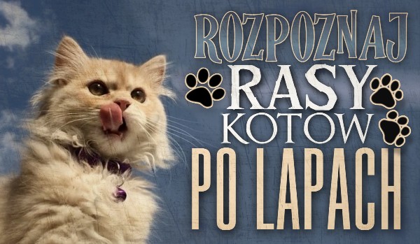 Rozpoznaj rasy kotów jedynie po łapach!