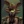 MR_FOXY