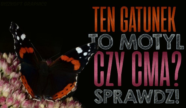 To Motyl czy Ćma?