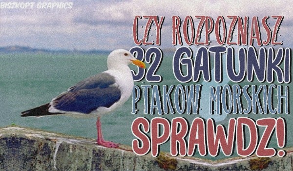 Czy rozpoznasz 32 gatunki ptaków morskich?