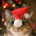 -ninja_cat-