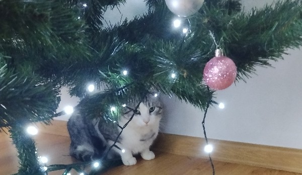 Test wiedzy o moim kitełku