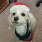 DusiaDog