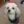 DusiaDog