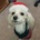 DusiaDog