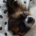 papillon_Inka