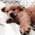 .-dog-.